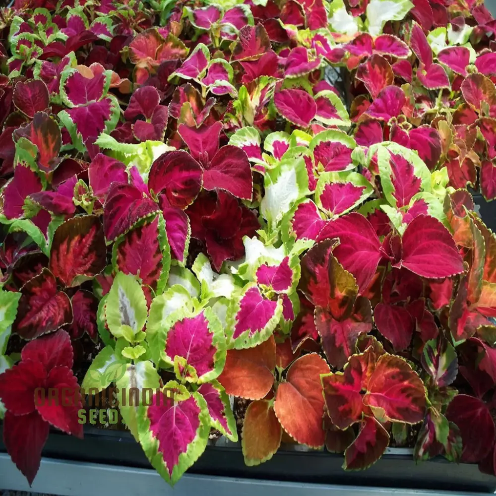 Coleus Rainbow Mixture Seeds, Grow a Colorful Garden with Premium Coleus Plant Seeds