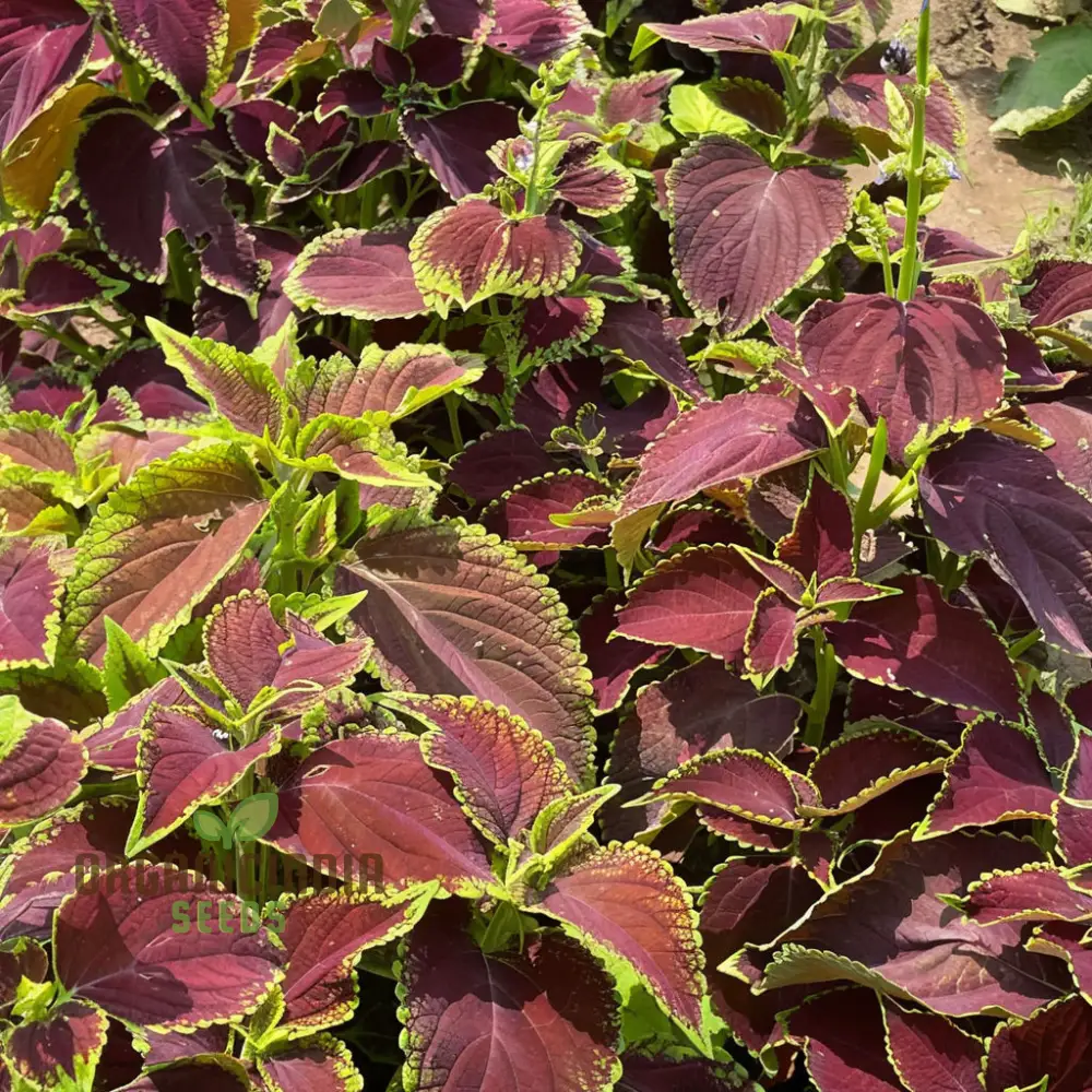 Coleus Rainbow Mixture Seeds, Grow a Colorful Garden with Premium Coleus Plant Seeds - Image 2