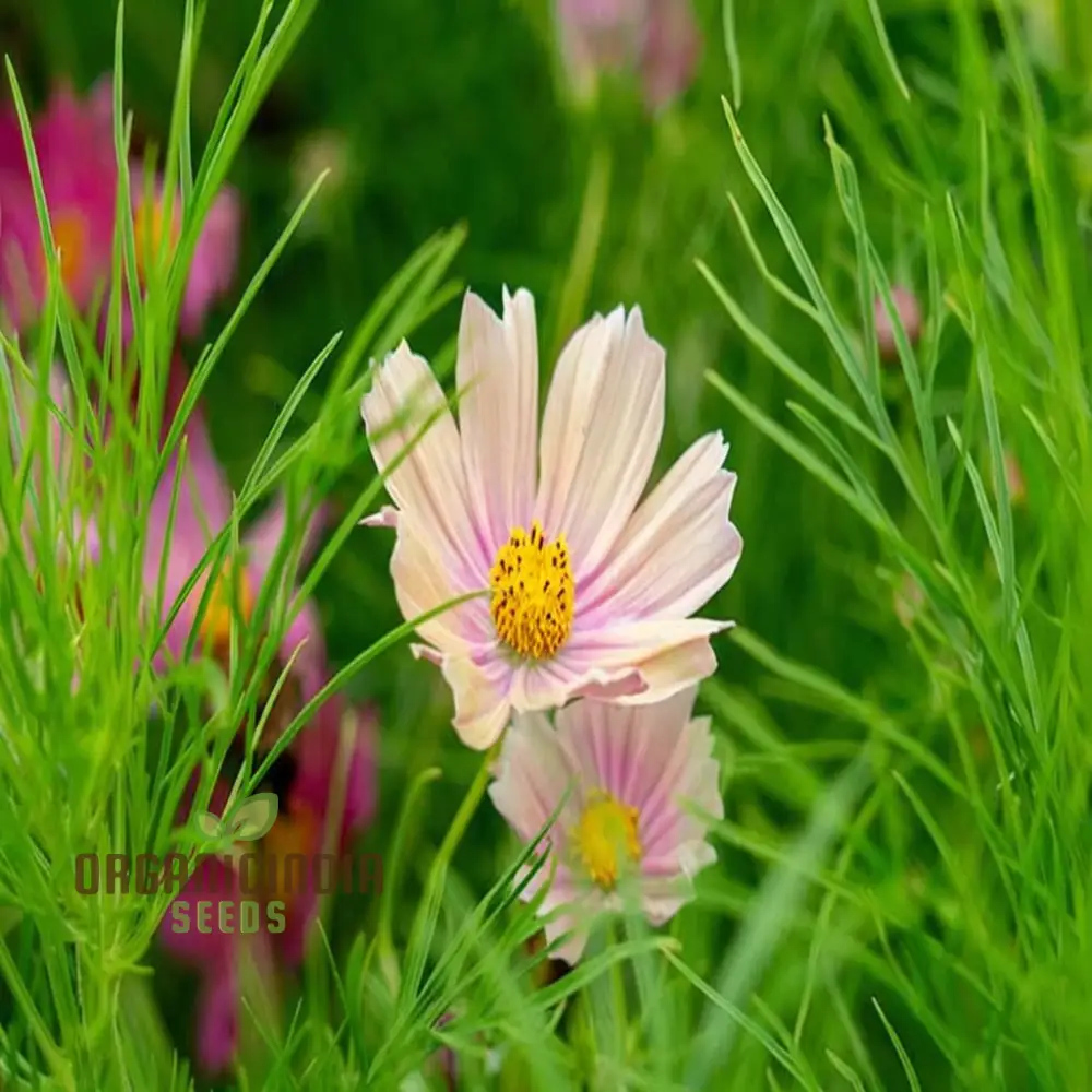 Vibrant Cosmos Bipinnatus flower Seeds, Easy-to-Grow, Colorful Blooms, Ideal for Garden