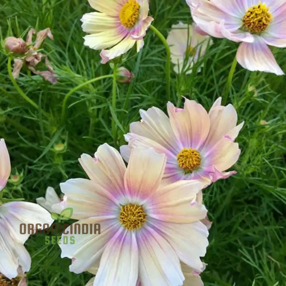 Vibrant Cosmos Bipinnatus flower Seeds, Easy-to-Grow, Colorful Blooms, Ideal for Garden - Image 3