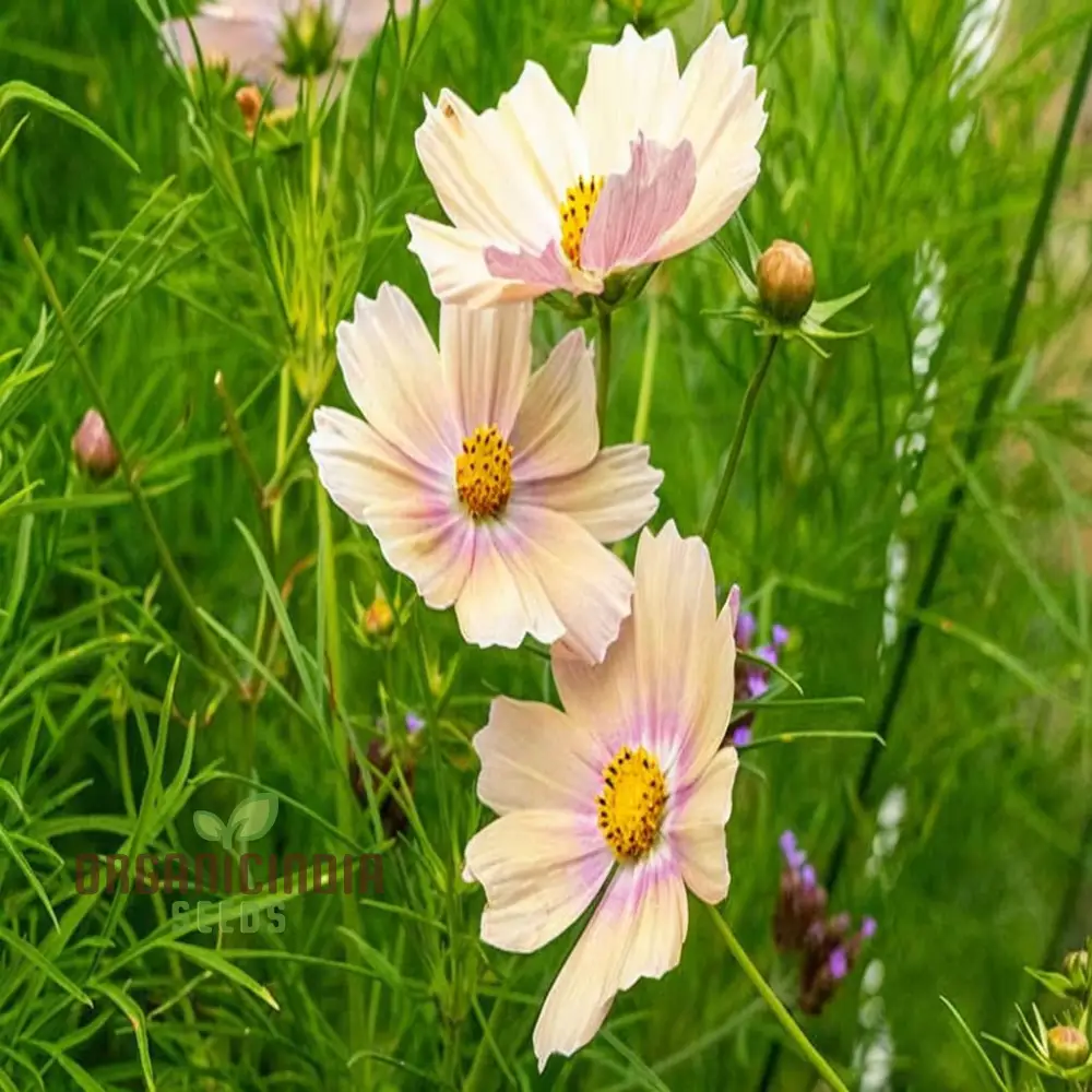 Vibrant Cosmos Bipinnatus flower Seeds, Easy-to-Grow, Colorful Blooms, Ideal for Garden - Image 4