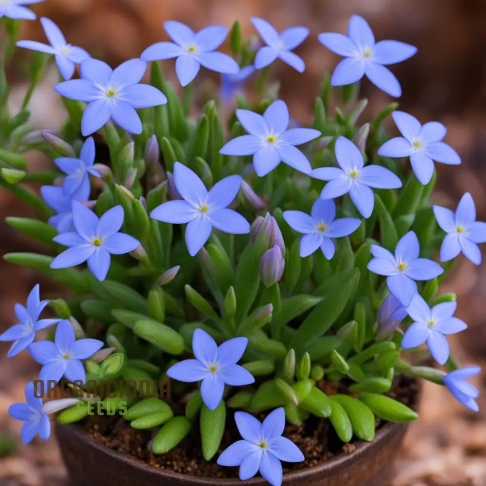 Bluets Houstonia Flower Seeds for Stunning Blossoms The Ultimate Gardening Experience with Delightful