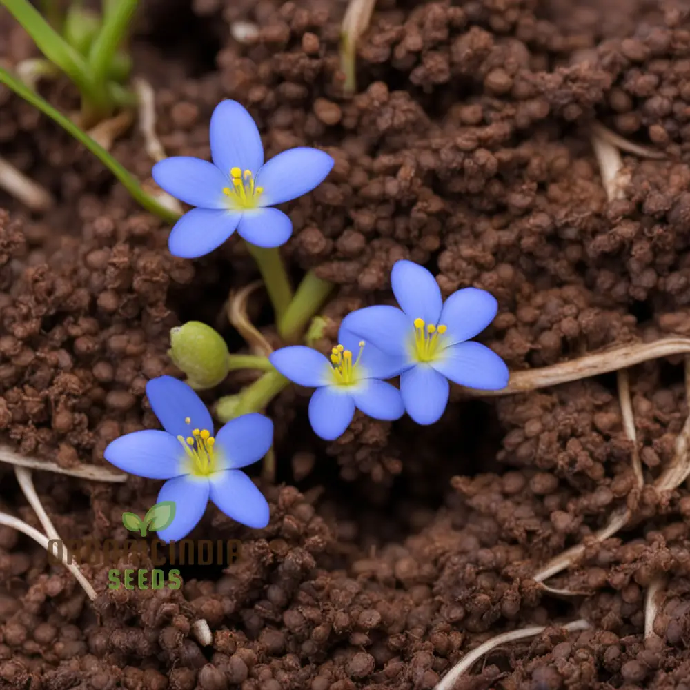 Bluets Houstonia Flower Seeds for Stunning Blossoms The Ultimate Gardening Experience with Delightful - Image 3