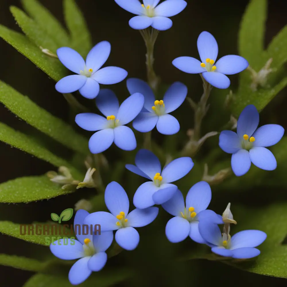 Bluets Houstonia Flower Seeds for Stunning Blossoms The Ultimate Gardening Experience with Delightful - Image 4