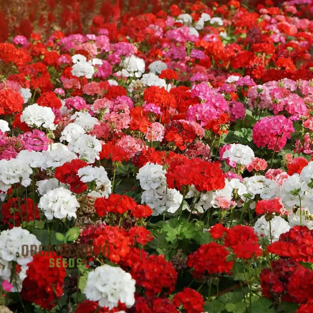 Vibrant Geranium F2 COLORAMA Mix Flower Seeds, Create a Kaleidoscope of Color in Your Garden