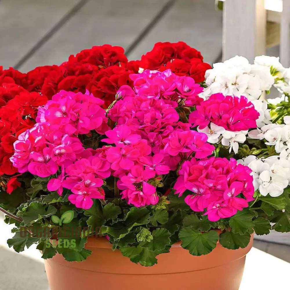 Vibrant Geranium F2 COLORAMA Mix Flower Seeds, Create a Kaleidoscope of Color in Your Garden - Image 3
