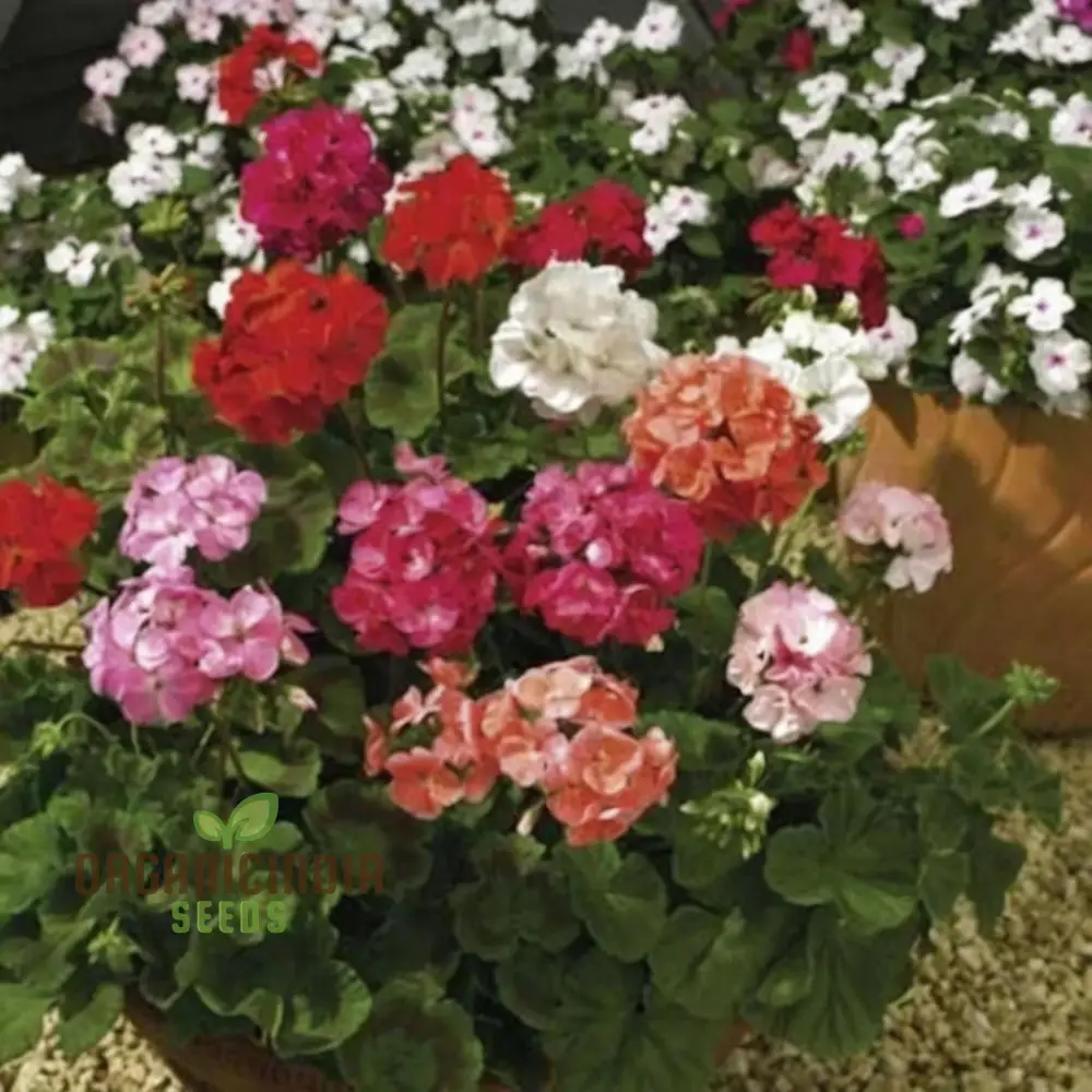 Vibrant Geranium F2 COLORAMA Mix Flower Seeds, Create a Kaleidoscope of Color in Your Garden - Image 4