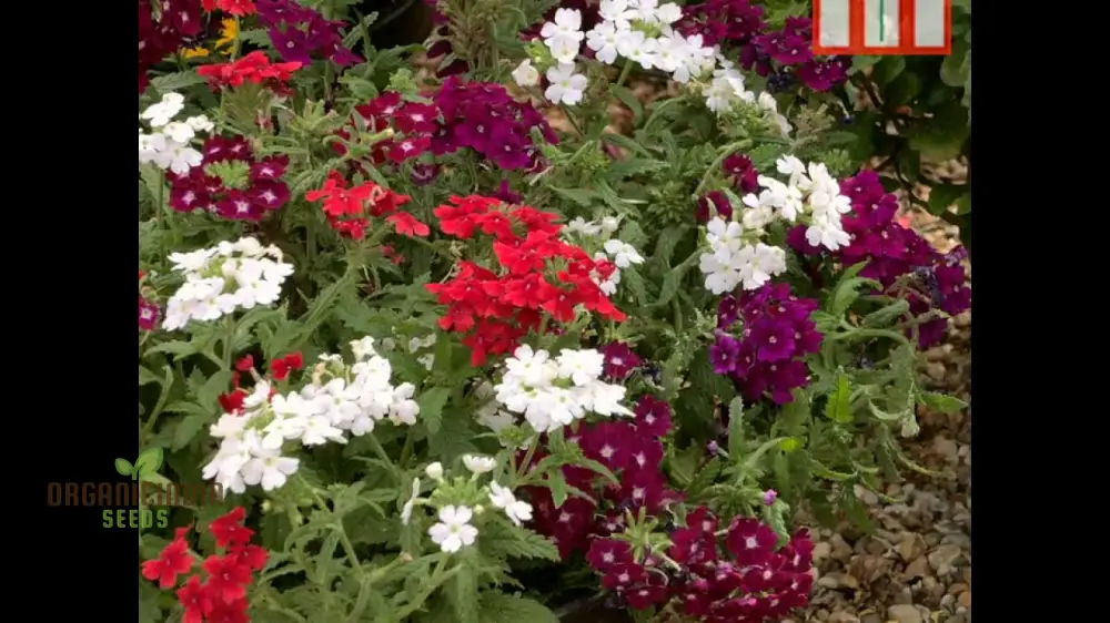 Vibrant HYB - Verbena Quartz Series (Mixed) Seeds for Stunning Garden Displays | Premium Gardening Seeds - Image 3