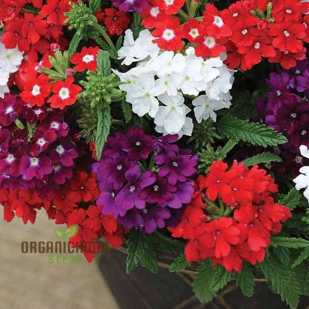 Vibrant HYB - Verbena Quartz Series (Mixed) Seeds for Stunning Garden Displays | Premium Gardening Seeds - Image 4