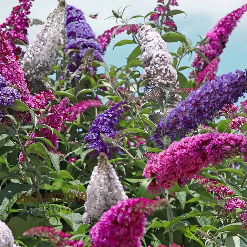 Buddleia Tricolour Butterfly Bush Seeds for Planting – Multicolor Flowering Shrub for Garden Beds, Borders, Pollinator Gardens & Outdoor Landscaping
