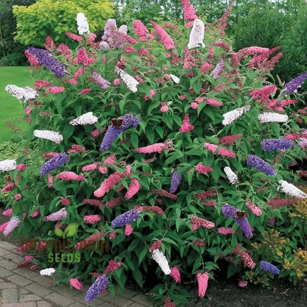 Buddleia Tricolour Butterfly Bush Seeds for Planting – Multicolor Flowering Shrub for Garden Beds, Borders, Pollinator Gardens & Outdoor Landscaping - Image 3