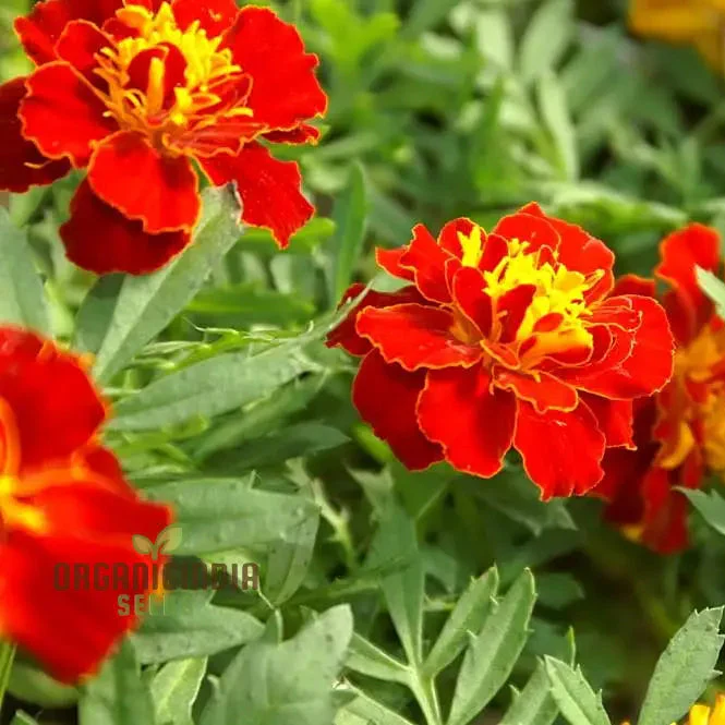 Vibrant Marigold Safari Red Flower Seeds for Your Garden, Premium Seeds for Gardening - Image 3