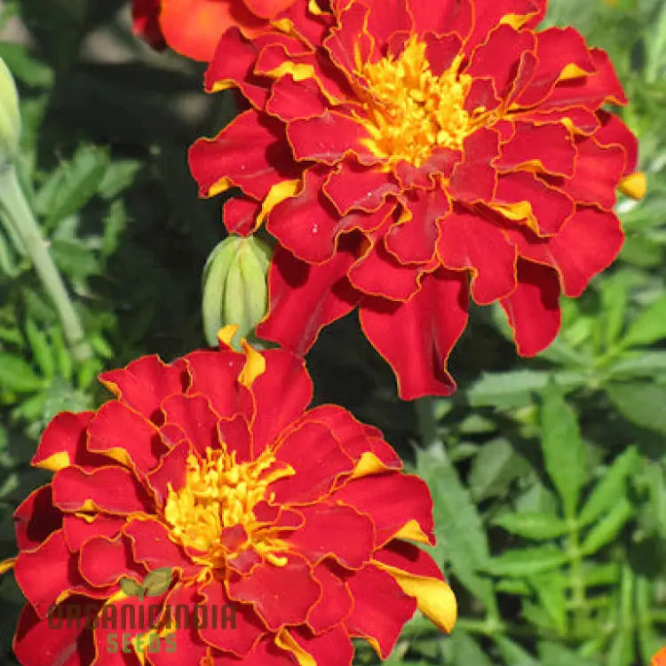 Vibrant Marigold Safari Red Flower Seeds for Your Garden, Premium Seeds for Gardening - Image 4