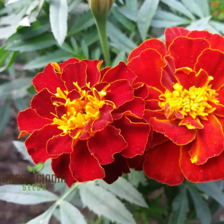 Vibrant Marigold Safari Red Flower Seeds for Your Garden, Premium Seeds for Gardening - Image 5
