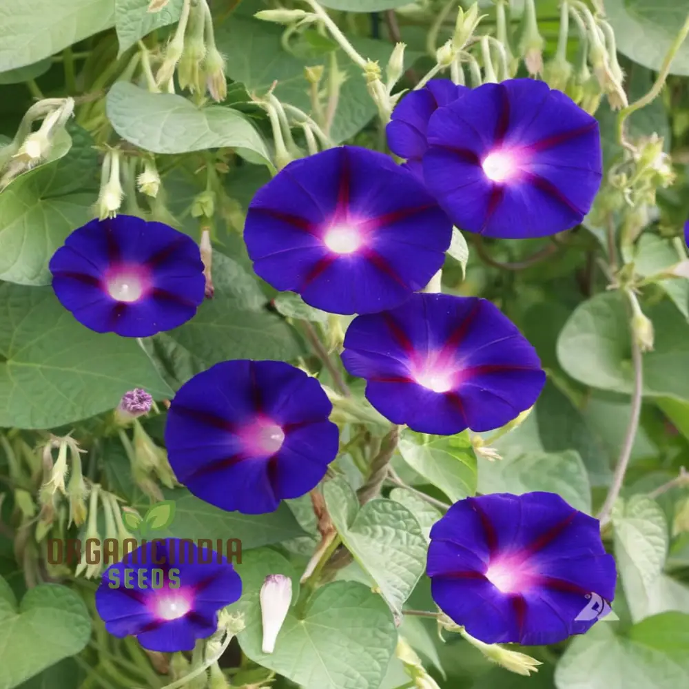 Vibrant Morning Glory (Ipomoea) 'Grandpa Otts flower seeds Stunning Garden Blooms