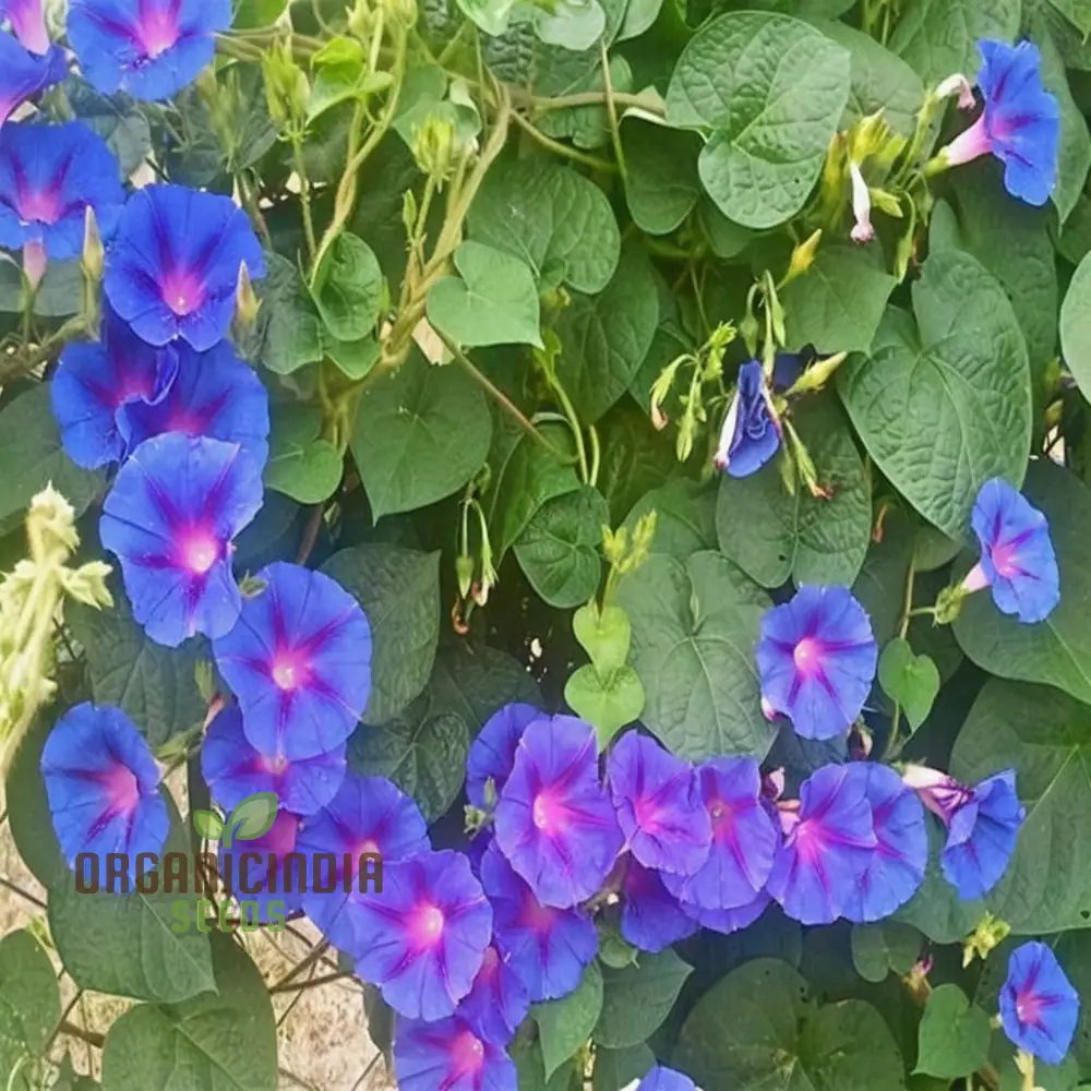 Vibrant Morning Glory (Ipomoea) 'Grandpa Otts flower seeds Stunning Garden Blooms - Image 3
