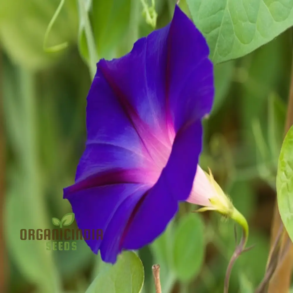 Vibrant Morning Glory (Ipomoea) 'Grandpa Otts flower seeds Stunning Garden Blooms - Image 4
