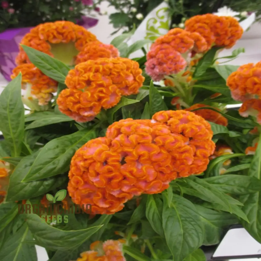 Orange Cockscomb Flower Seeds for Planting – Crested Celosia Blooms for Garden Beds, Borders, Pots, Balcony Containers & Outdoor Landscaping - Image 3