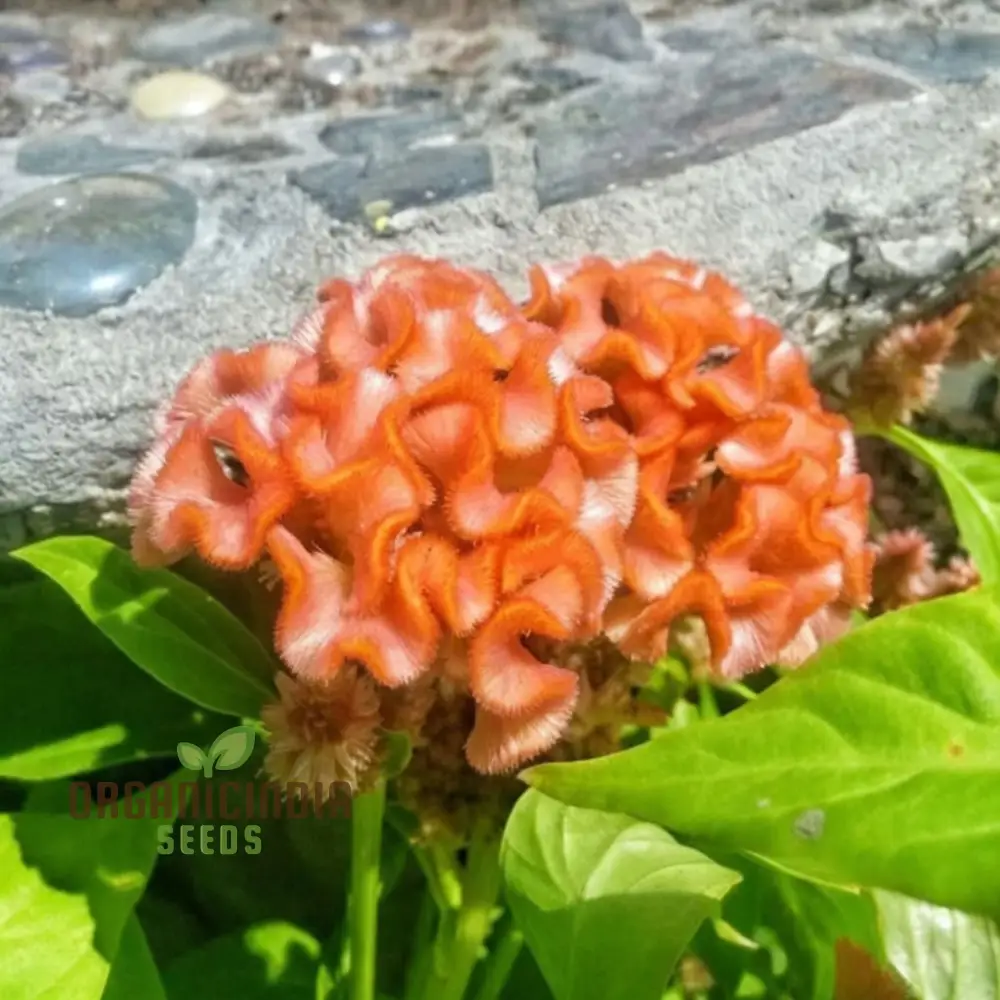 Orange Cockscomb Flower Seeds for Planting – Crested Celosia Blooms for Garden Beds, Borders, Pots, Balcony Containers & Outdoor Landscaping - Image 4