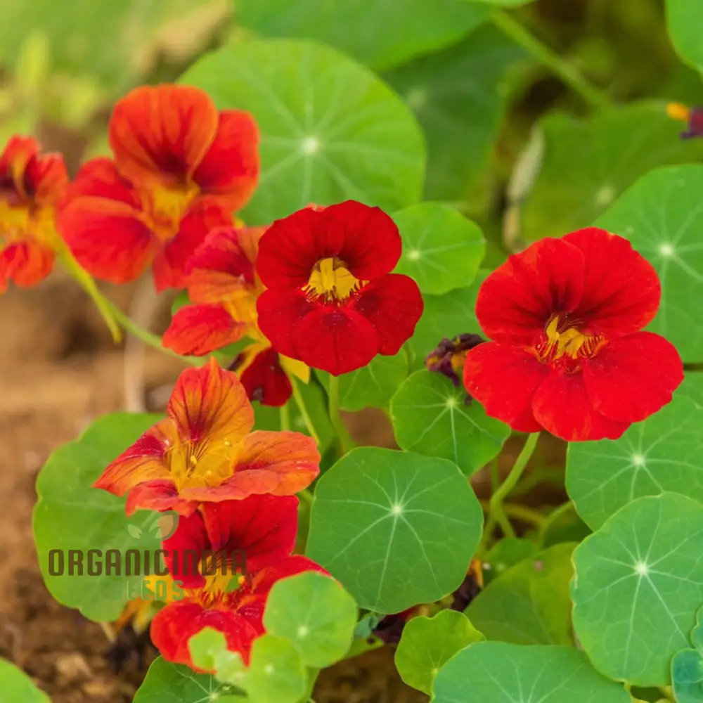 Vibrant Organic Nasturtium Jewel Mix Seeds , Grow Beautiful, Edible Flowers for Your Garden