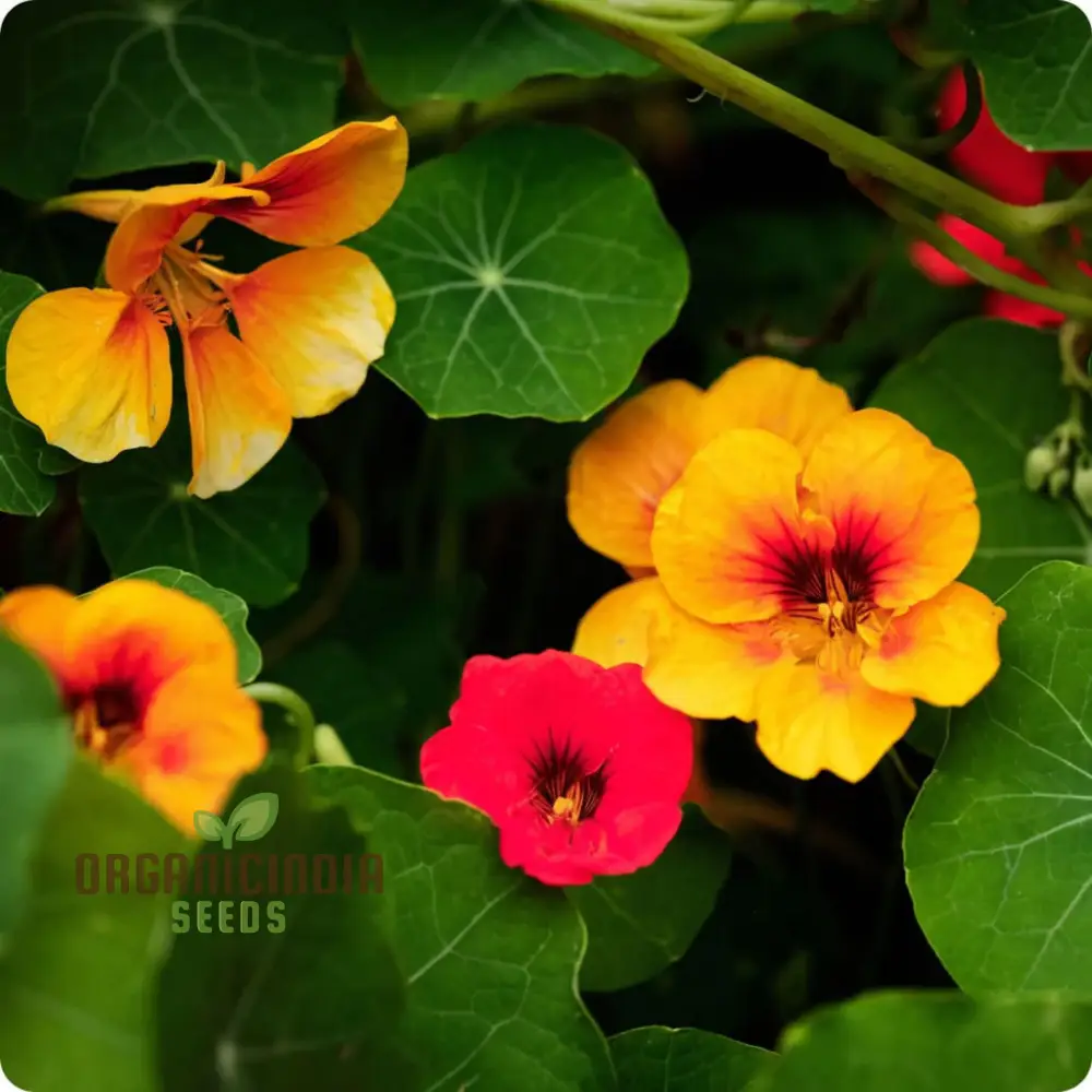 Vibrant Organic Nasturtium Jewel Mix Seeds , Grow Beautiful, Edible Flowers for Your Garden - Image 3
