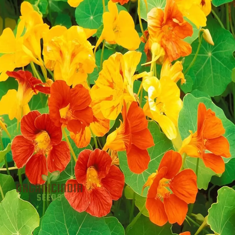 Vibrant Organic Nasturtium Jewel Mix Seeds , Grow Beautiful, Edible Flowers for Your Garden - Image 4