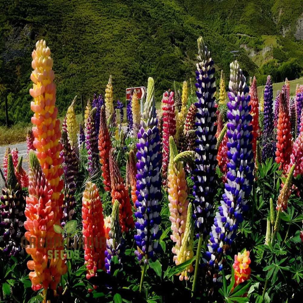 Pink Lupine Flower Seeds For Planting- Delicate Blooms for Enchanting Garden