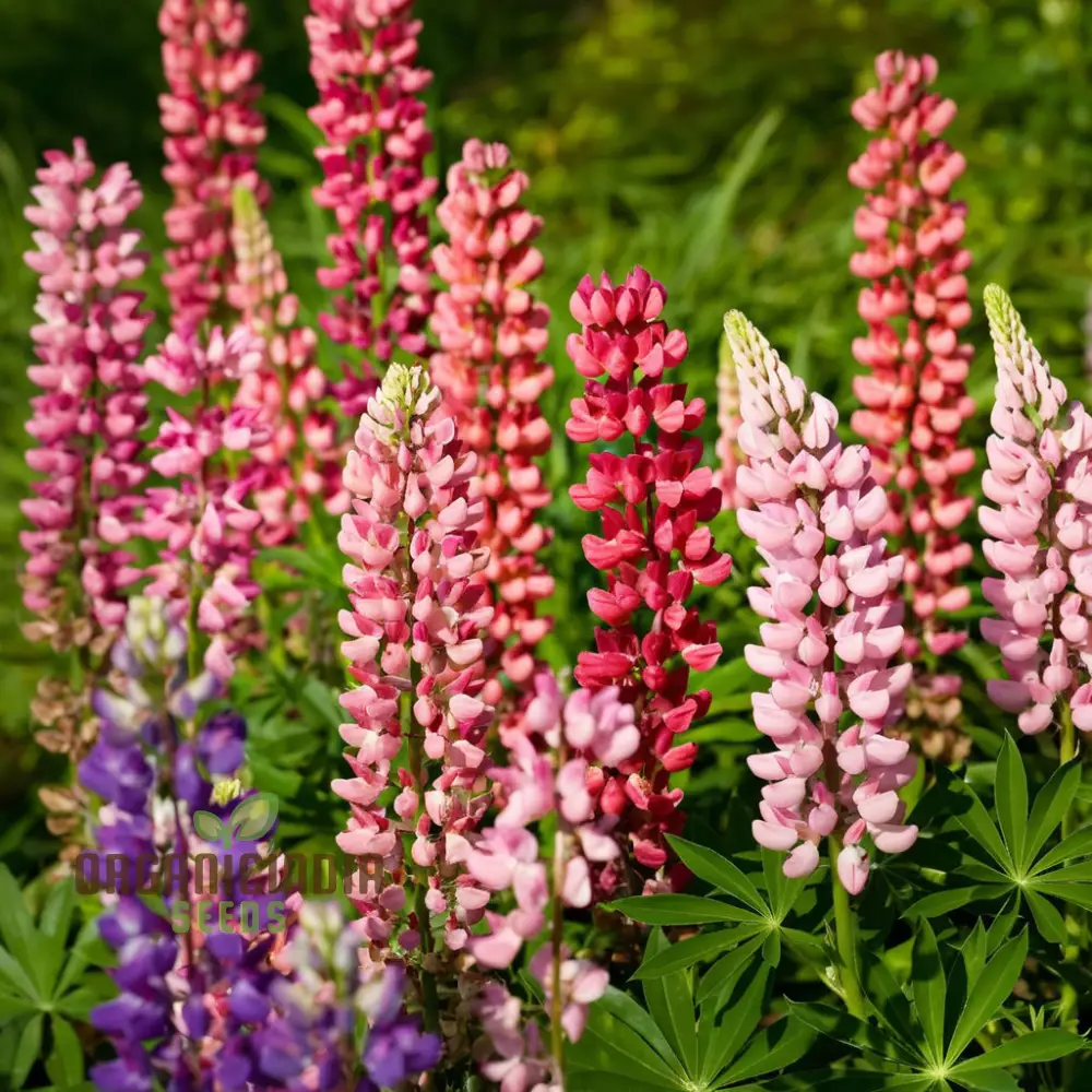 Pink Lupine Flower Seeds For Planting- Delicate Blooms for Enchanting Garden - Image 3