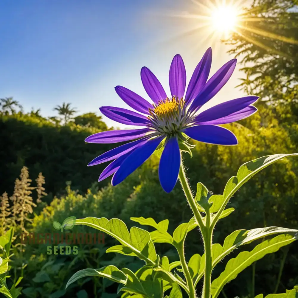 Vibrant Senetti Pericallis Flower Seeds, Start Your Colorful Garden Today - Image 3