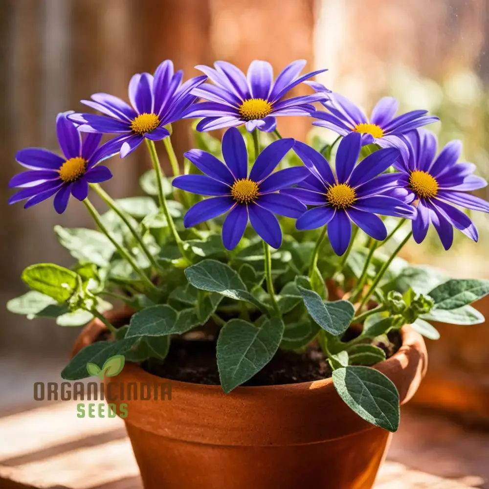 Vibrant Senetti Pericallis Flower Seeds, Start Your Colorful Garden Today - Image 4