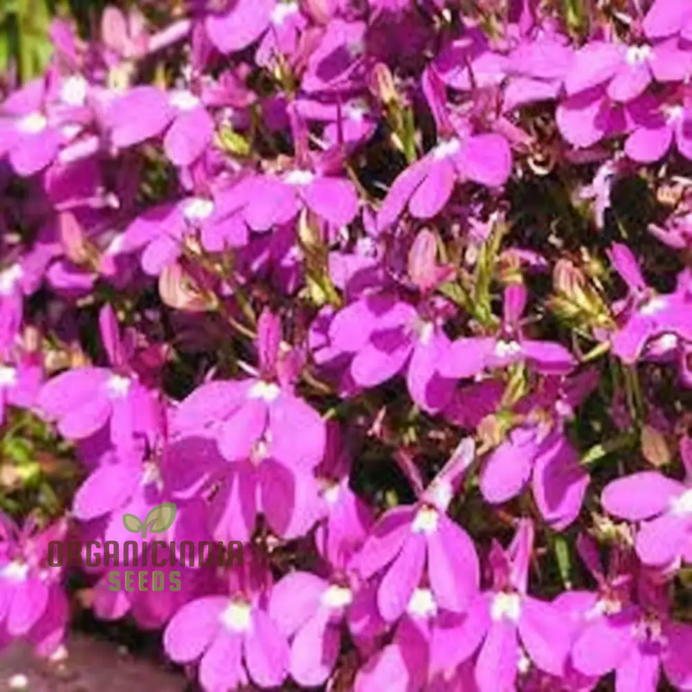 Vibrant Trailing Lobelia Cascade RED - Perfect for Hanging Baskets & Garden Borders - Image 3