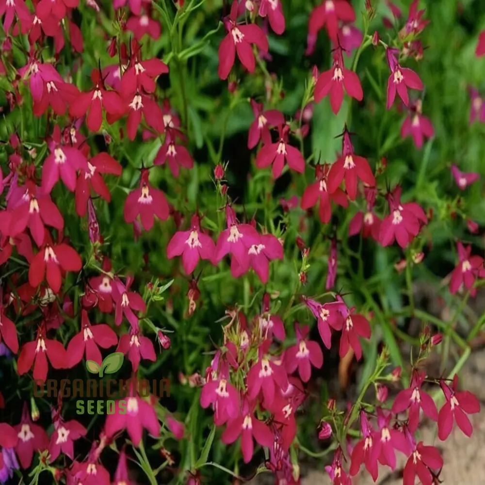 Vibrant Trailing Lobelia Cascade RED - Perfect for Hanging Baskets & Garden Borders - Image 4
