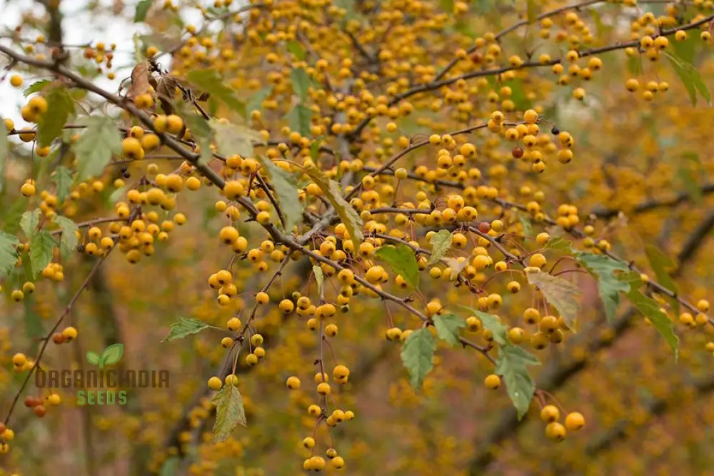 Vibrant Yellow Crabapple Seeds For Planting - Perfect for Your Garden Oasis - Image 3