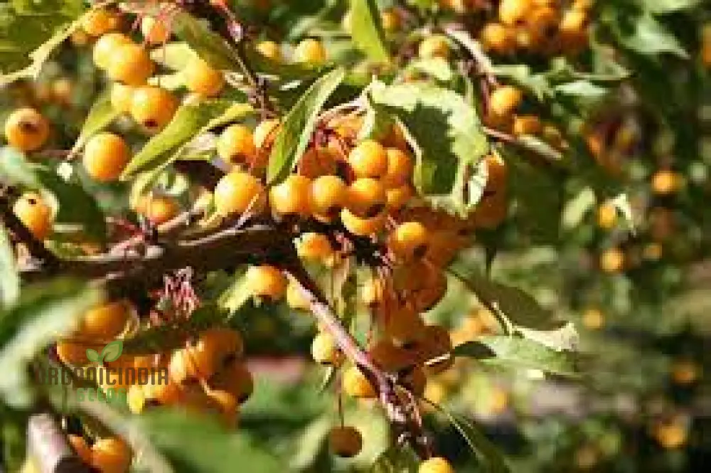 Vibrant Yellow Crabapple Seeds For Planting - Perfect for Your Garden Oasis - Image 4