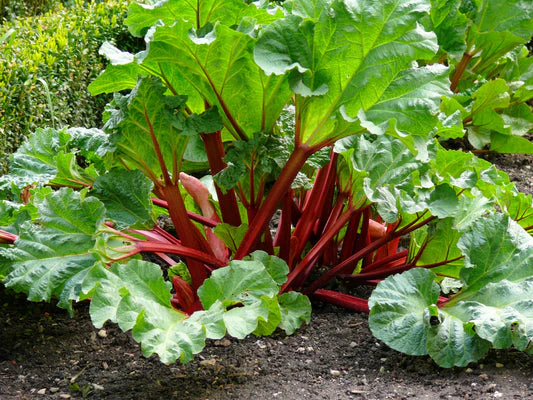 Victoria Rhubarb Vegetable Seeds