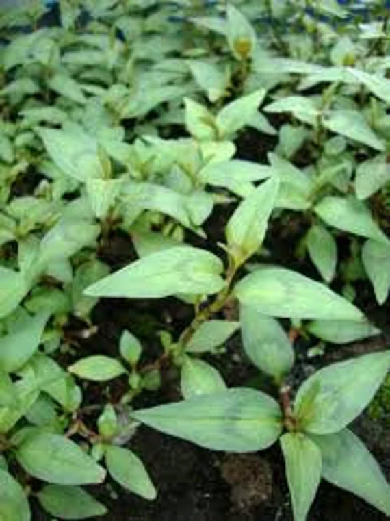 Vietnamese Cilantro Seeds – Premium Heirloom Variety for Planting, Fast-Growing Herb for Fresh Culinary Flavor - Image 2