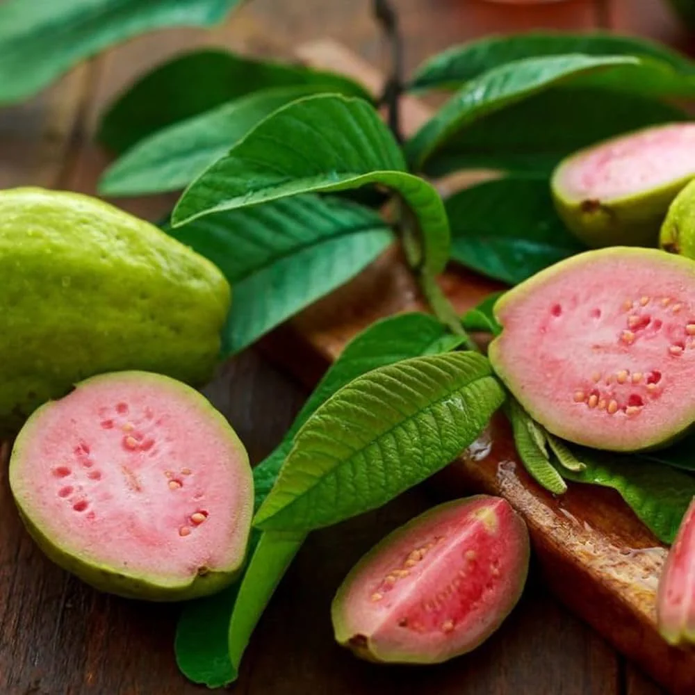 Vietnamese Pink Guava Seeds – Sweet & Aromatic Tropical Fruit for Planting - Image 3