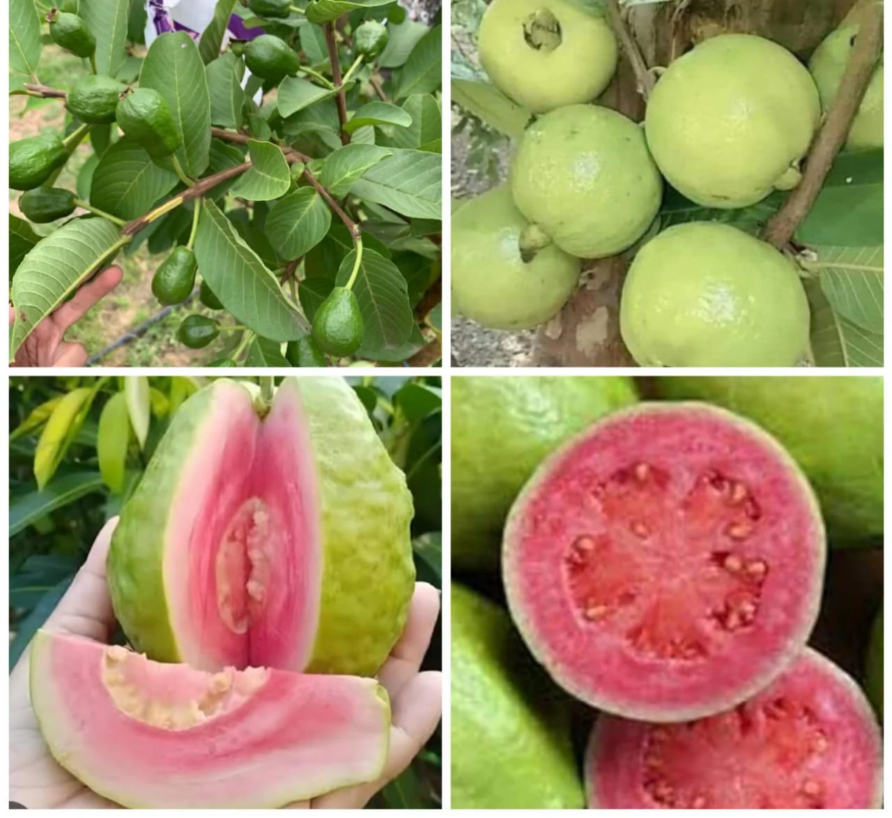 Vietnamese Pink Guava Seeds – Sweet & Aromatic Tropical Fruit for Planting - Image 4