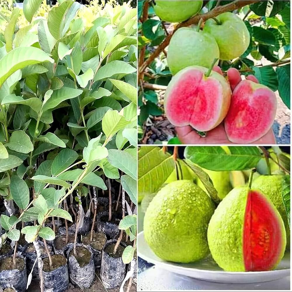 Vietnamese Pink Guava Seeds – Sweet & Aromatic Tropical Fruit for Planting - Image 5