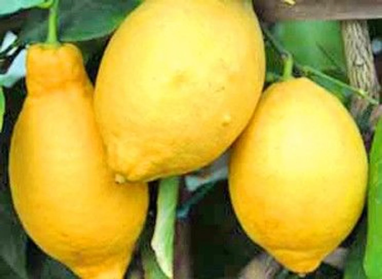 Villafranca Lemon Seeds for Planting – Grow Classic Citrus Trees at Home - Image 2