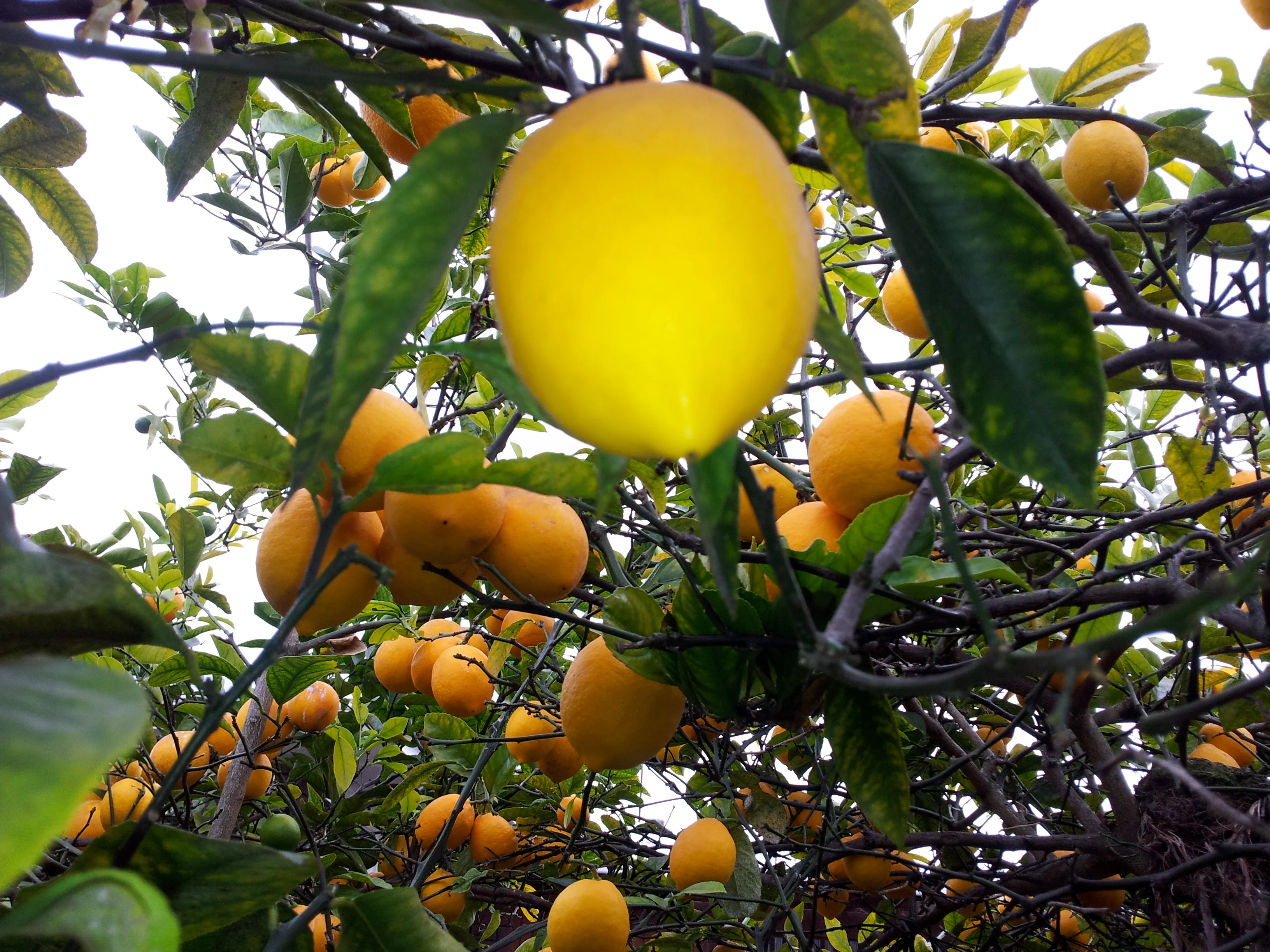 Villafranca Lemon Seeds for Planting – Grow Classic Citrus Trees at Home - Image 3
