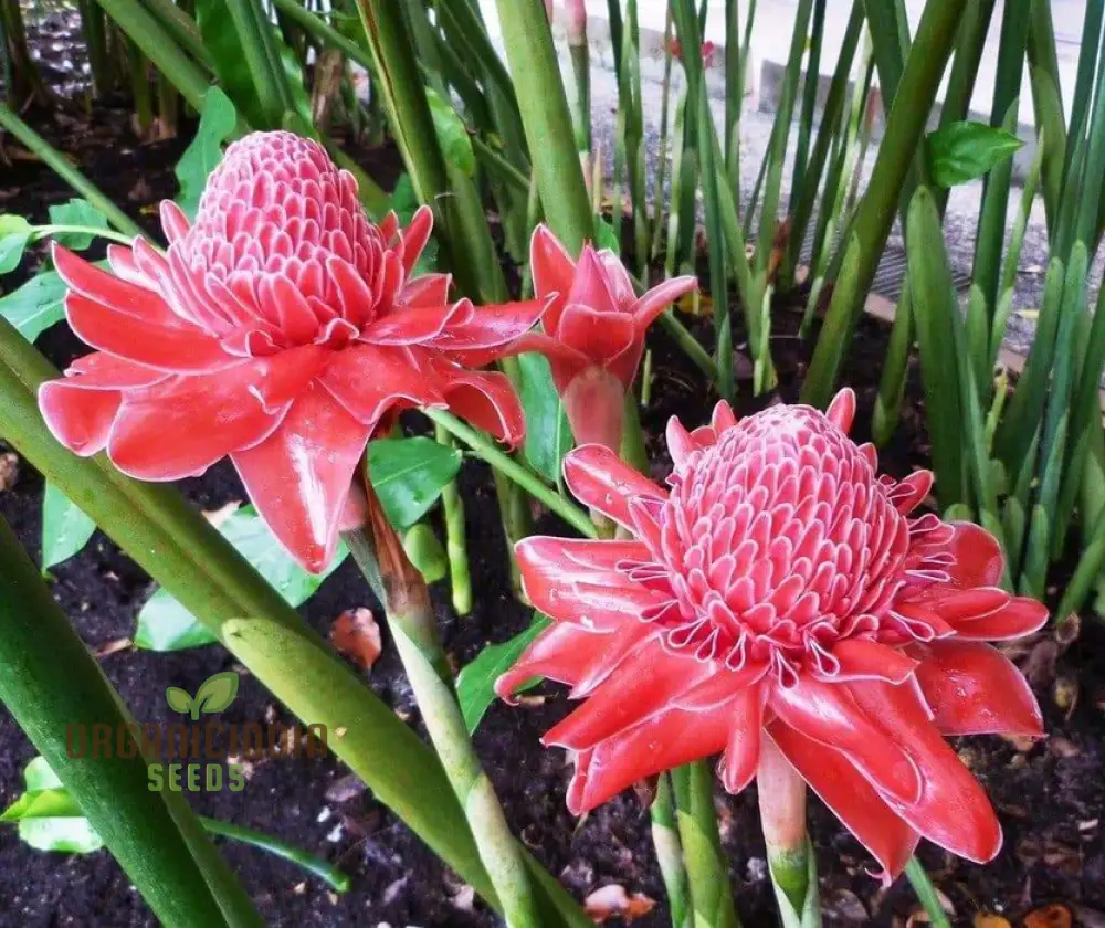 Torch Ginger Seeds (Ville Red Torch Ginger Flower Seeds) - Vibrant Exotic Blooms for Gardens - Image 3