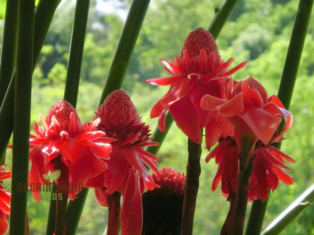 Torch Ginger Seeds (Ville Red Torch Ginger Flower Seeds) - Vibrant Exotic Blooms for Gardens - Image 4