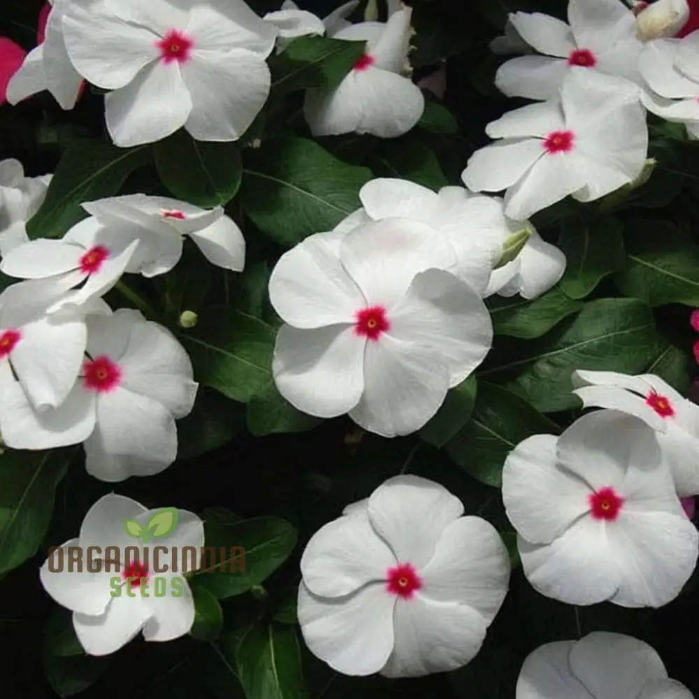 Vinca F1 Nana Seeds – Little Bright Eyes Garden Variety