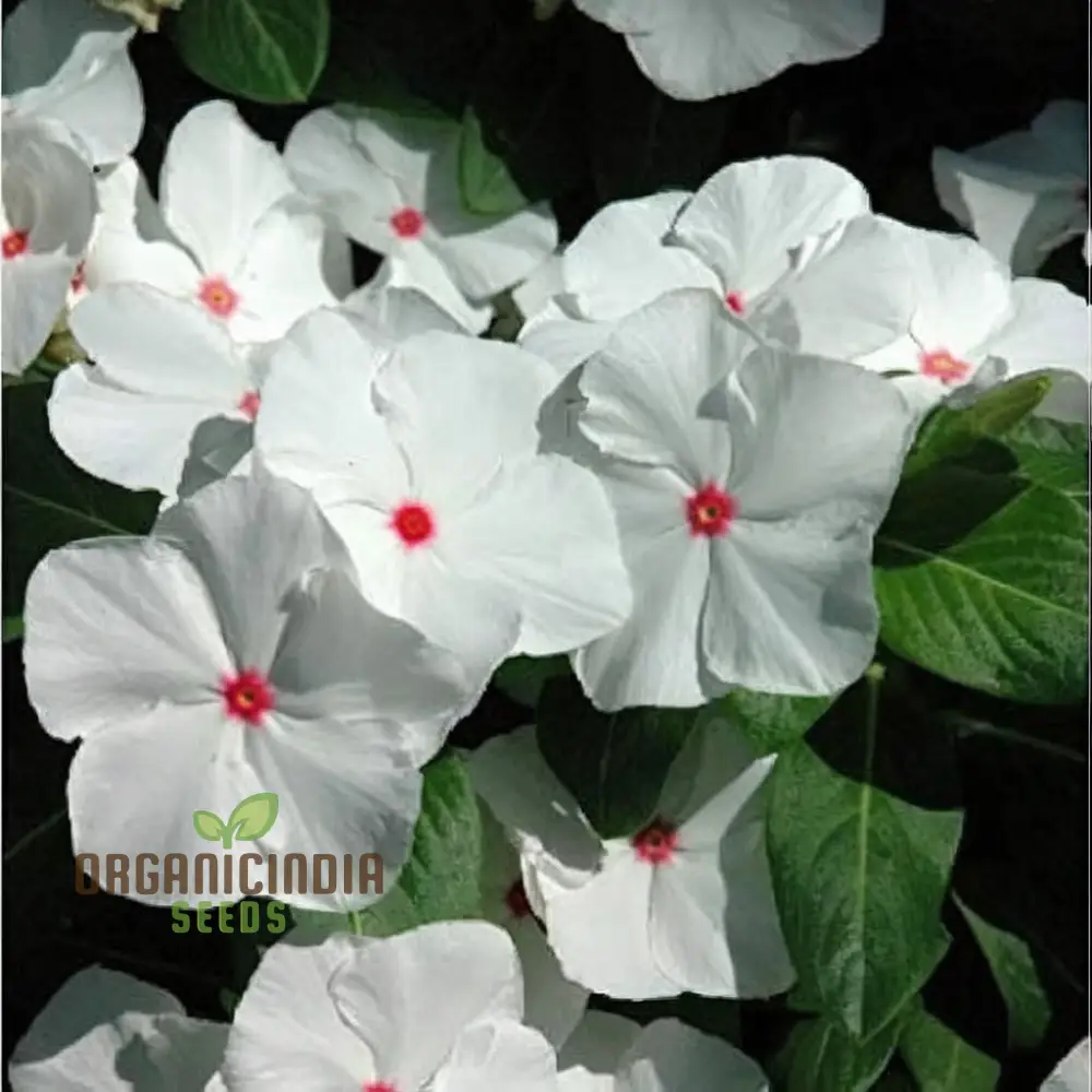 Vinca F1 Nana Seeds – Little Bright Eyes Garden Variety - Image 3