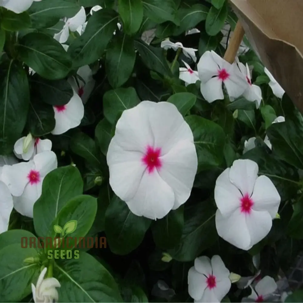 Vinca F1 Nana Seeds – Little Bright Eyes Garden Variety - Image 4