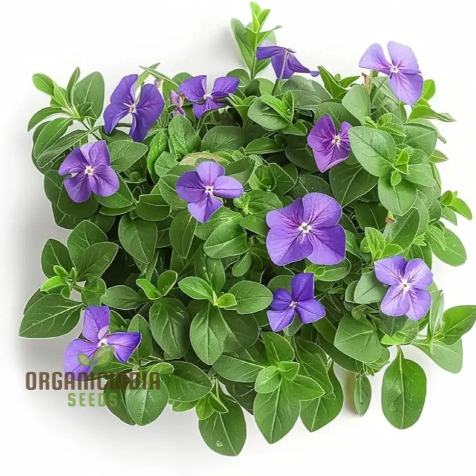Vinca Minor Flower Seeds for Gardening and Planting - Image 3