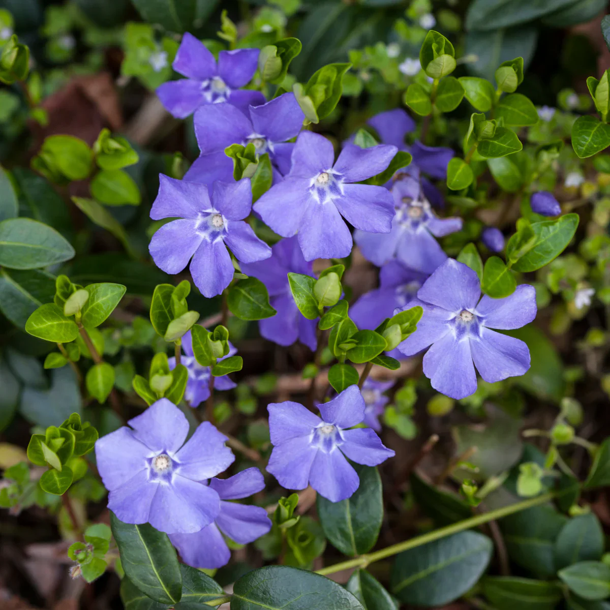 Vinca Minor Flower Seeds for Gardening and Planting - Image 4