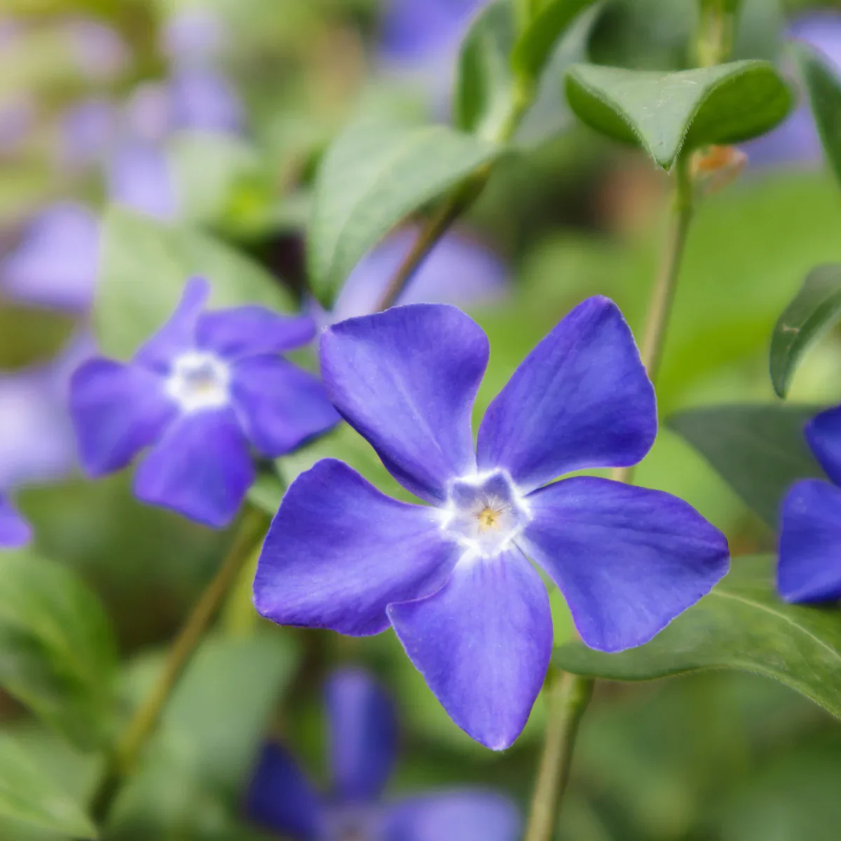 Vinca Minor Flower Seeds for Gardening and Planting - Image 5