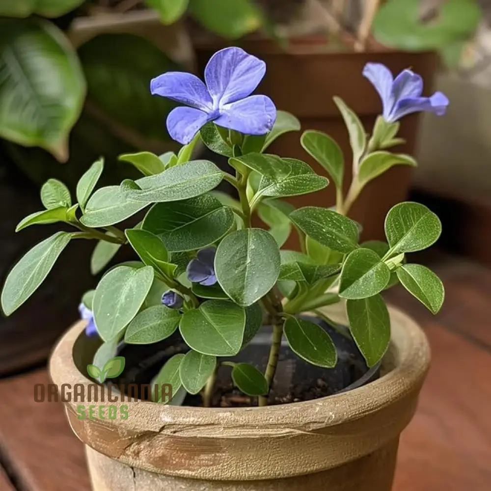 Vinca Minor Flower Seeds for Gardening and Planting - Image 6